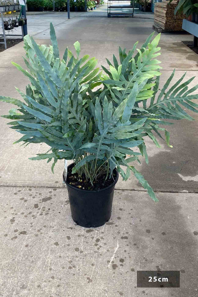 Phlebodium aureum in a 25cm black pot.