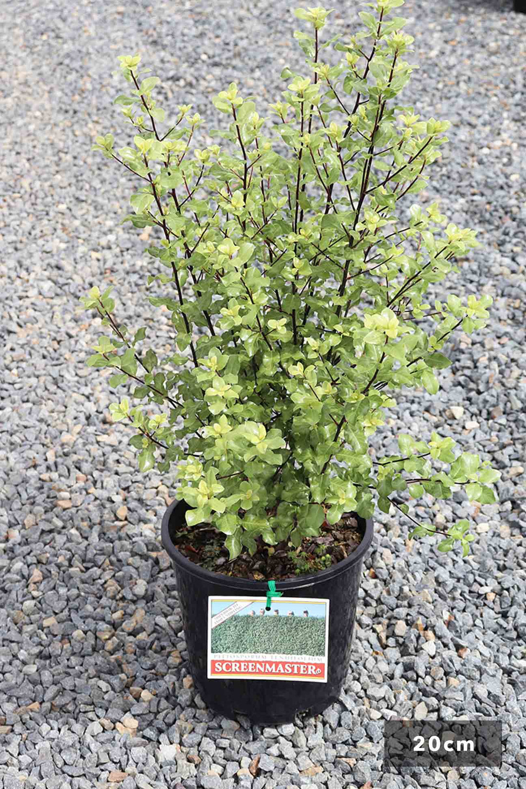 Pittosporum tenuifolium 'Screenmaster' – Dinsan Nursery