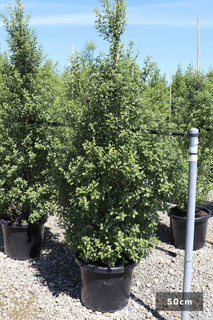 Trees – Dinsan Nursery