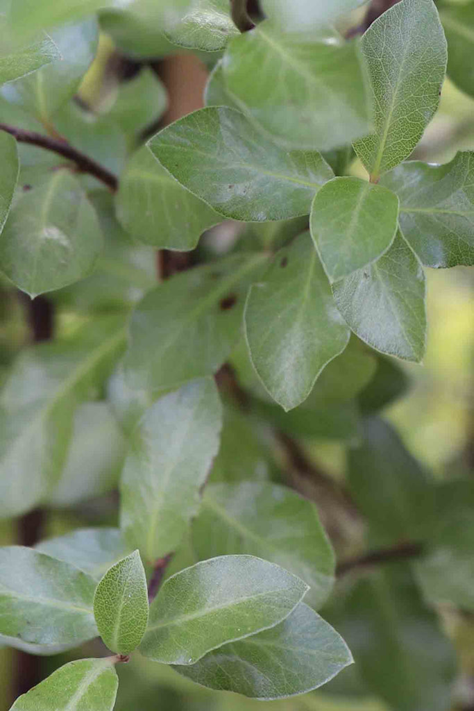 close up of Pittosporum Tenuifolium Screenmaster green foliage