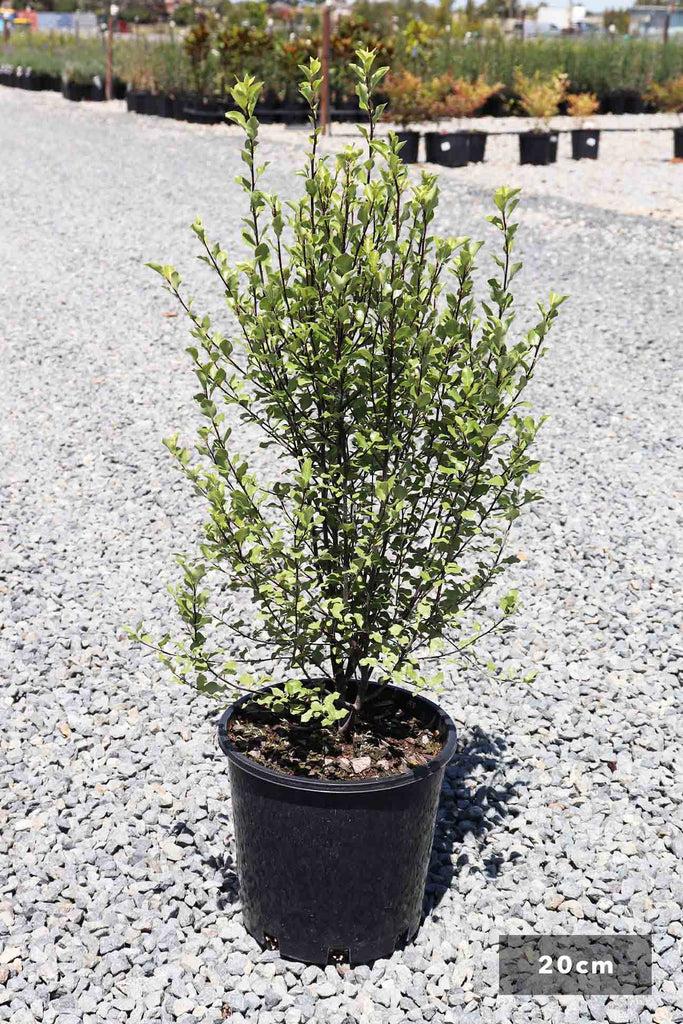 Pittosporum tenuifolium 'Silver Sheen' in a 20cm black pot