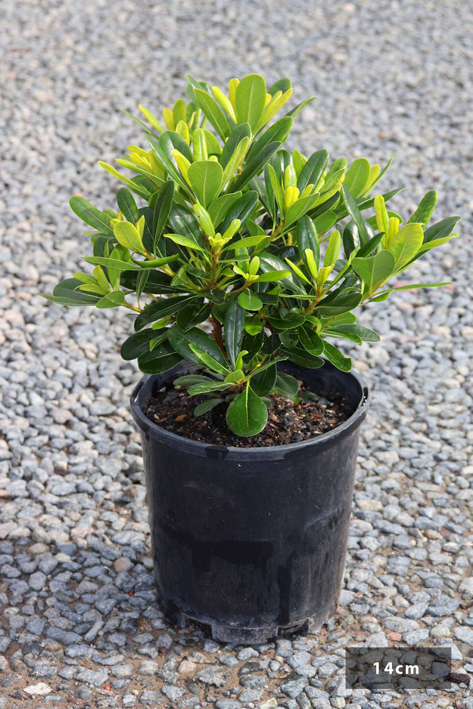 Pittosporum Tobira 'Miss Muffet' in a 14cm black pot