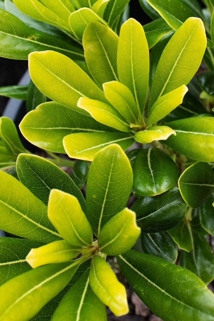 Close up of Pittosporum Tobira 'Miss Muffet' lime green foliage