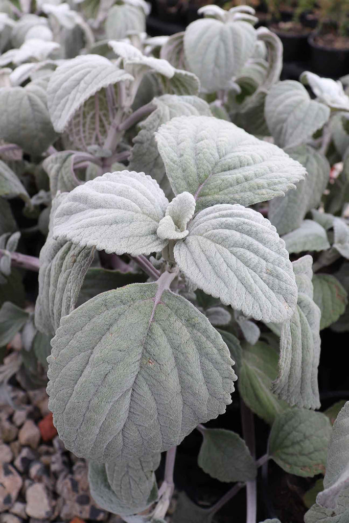 Up close photo of a Plectranthus Argentatus leaf. Silver in colour and fury in texture.