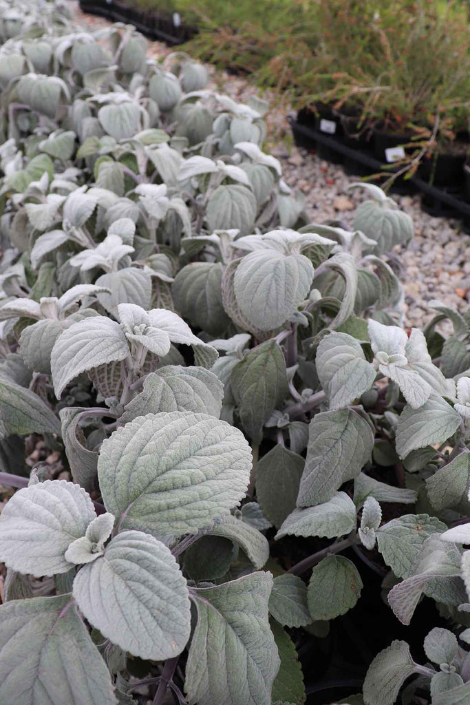 A photo of a batch of wholesale Plectranthus Argentatus plants for sale at Dinsan Nursery. 