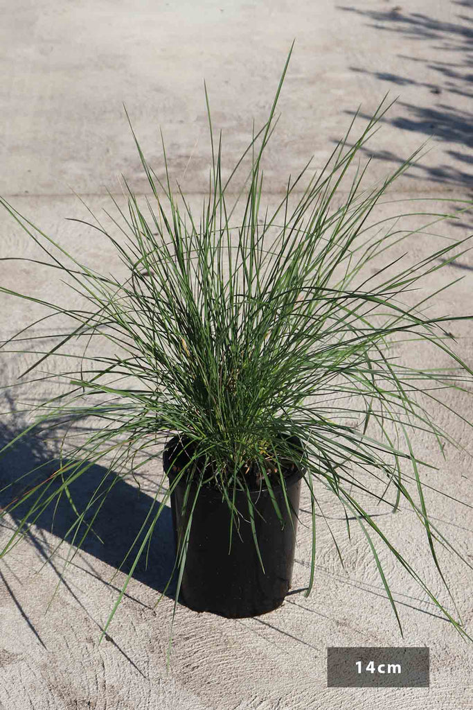 Poa poiformis 'Kingsdale' in a 14cm black pot