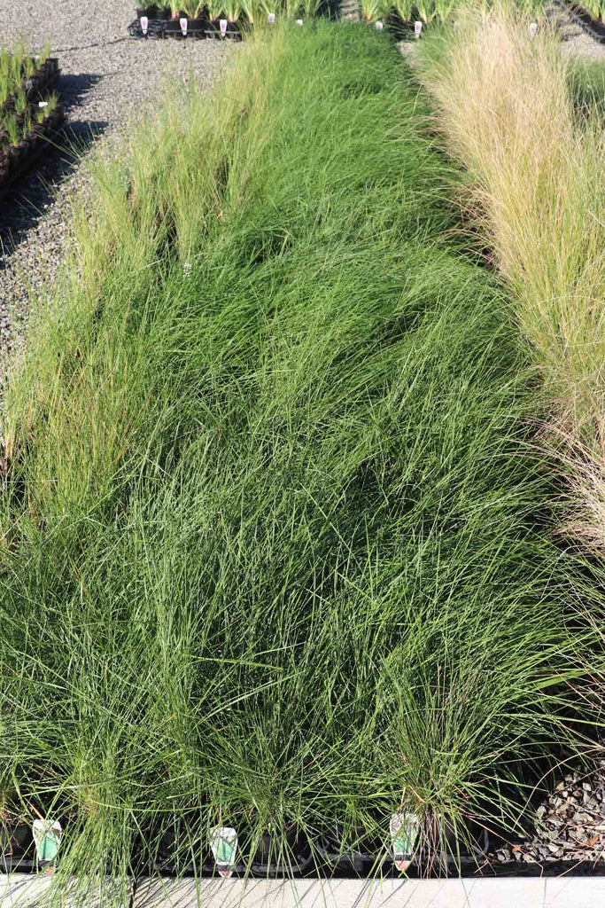 A group of Poa poiformis 'Kingsdale'