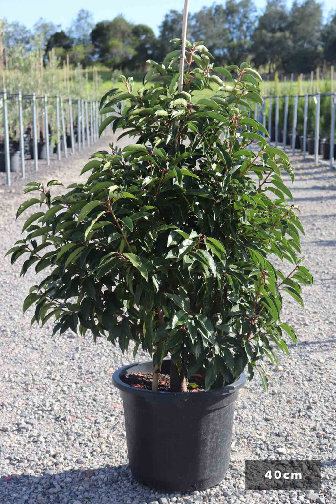 Prunus lusitanica in a 40cm black pot