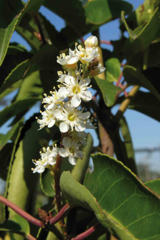 close up of Prunus Lusitanica white little flowers and green foliage