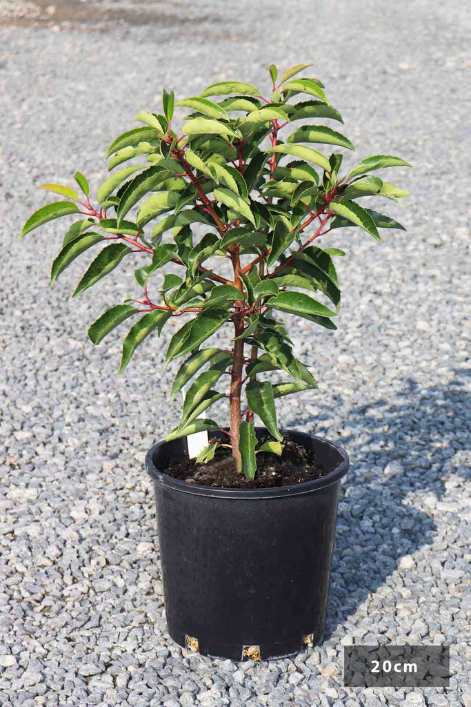 Prunus Lusitanica in a 20cm black pot