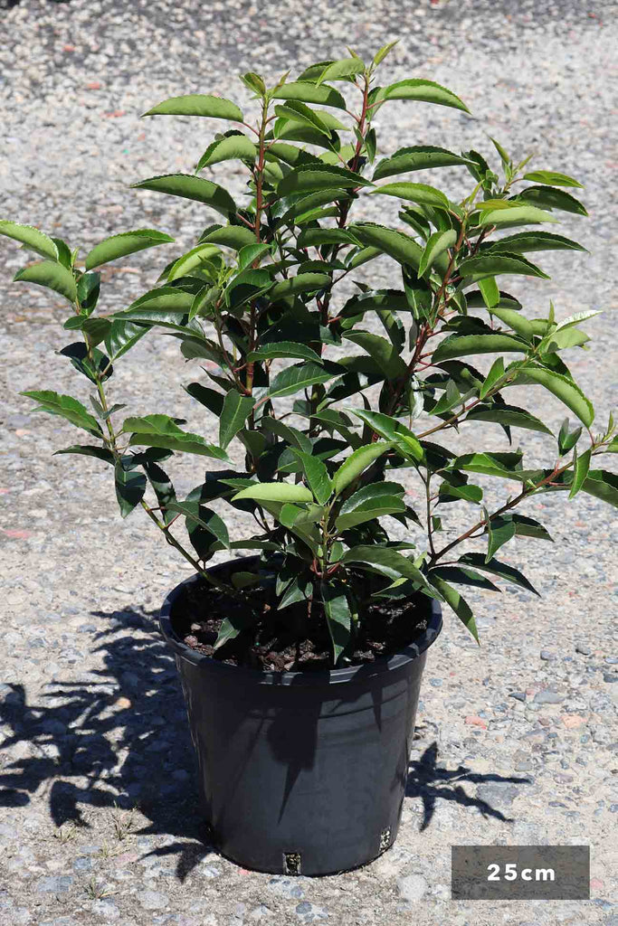 Prunus Lusitanica in a 25cm black pot