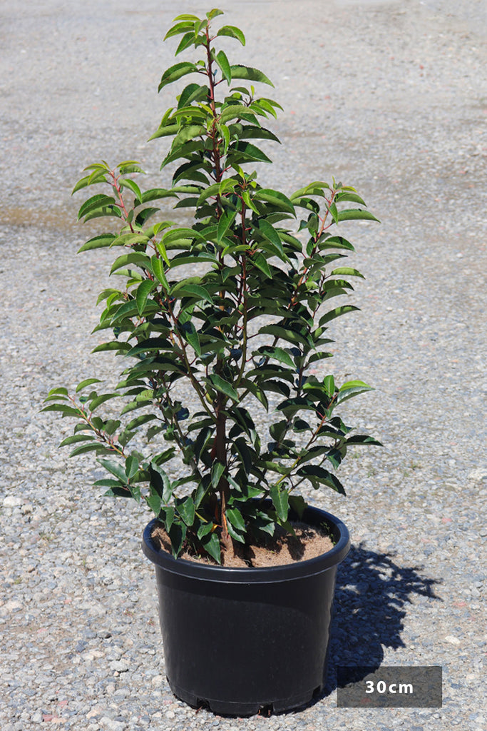 Prunus Lusitanica in a 30cm black pot