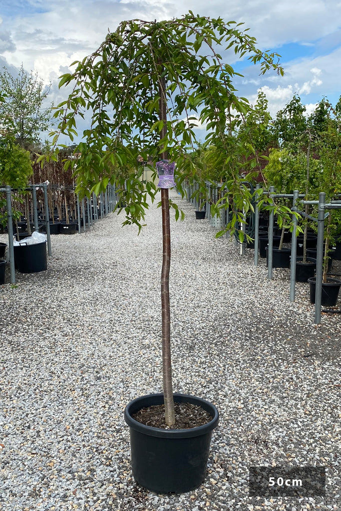 Prunus Rosea grafted at 1.8m in a 50cm black pot