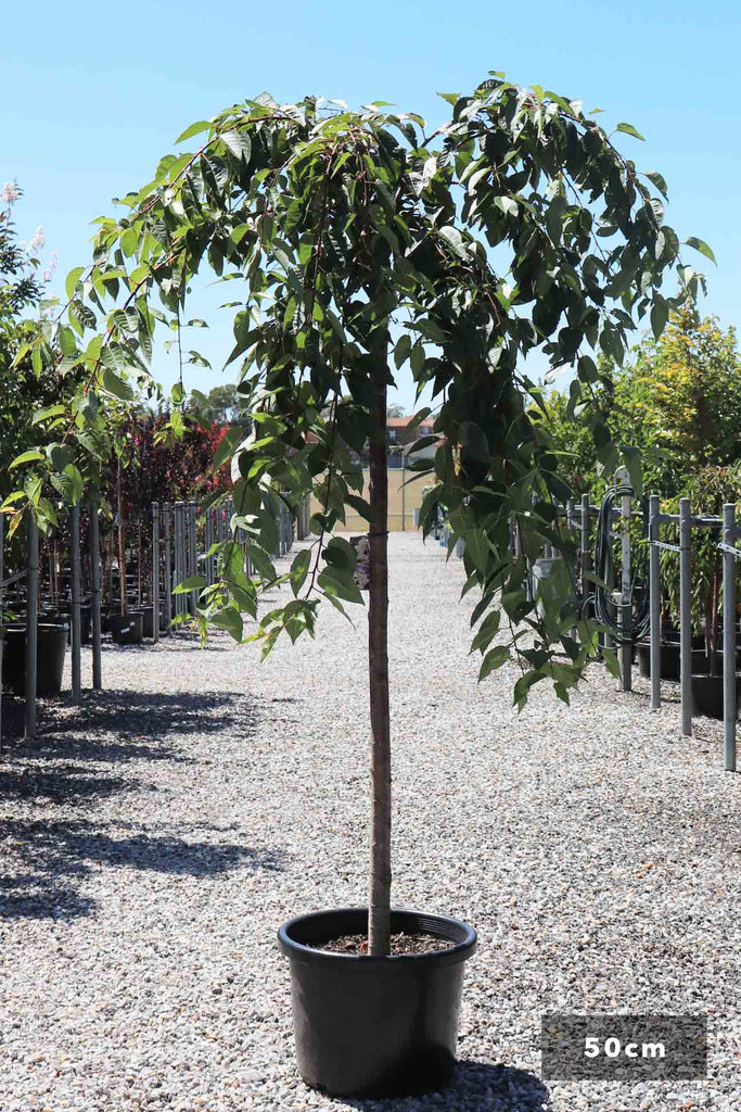 Prunus subhirtella 'Pendula Alba' in a 50cm black pot