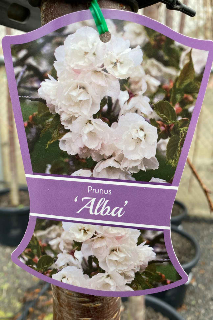 Prunus Pendula Alba label