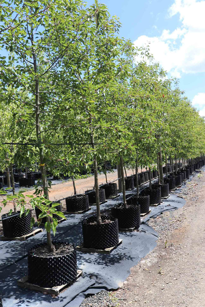A group of Pyrus calleryana Aristocrat in 100 litre air pruned pots
