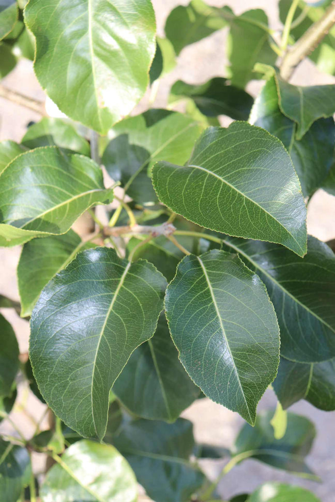 close up of the Pyrus calleryana 'Capital' leaves