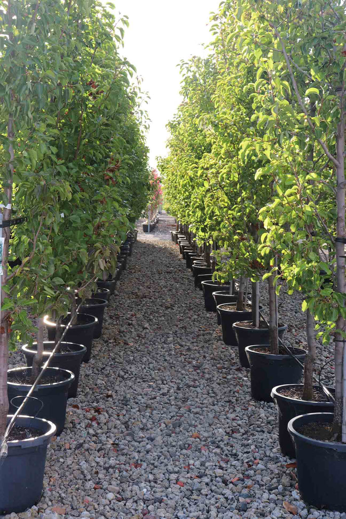 group of Pyrus calleryana 'Cleveland Select' in black pots