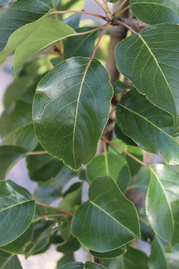 close up of the Pyrus calleryana 'Cleveland Select' leaves