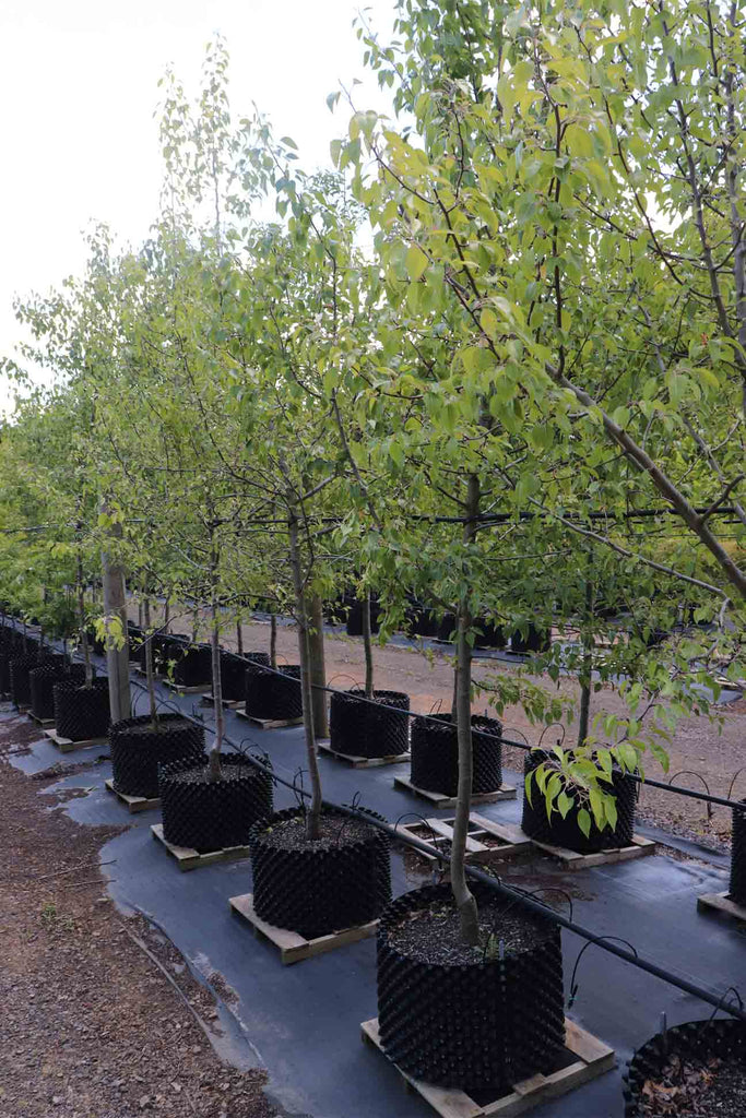 A group of Pyrus nivalis in 100 litre air pruned pots