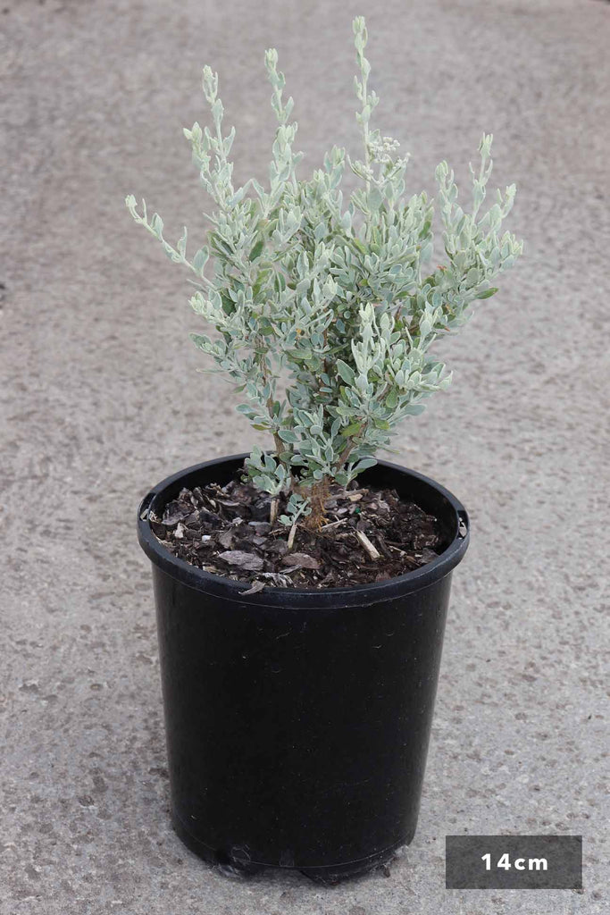 Rhagodia spinescens in a 14cm black pot
