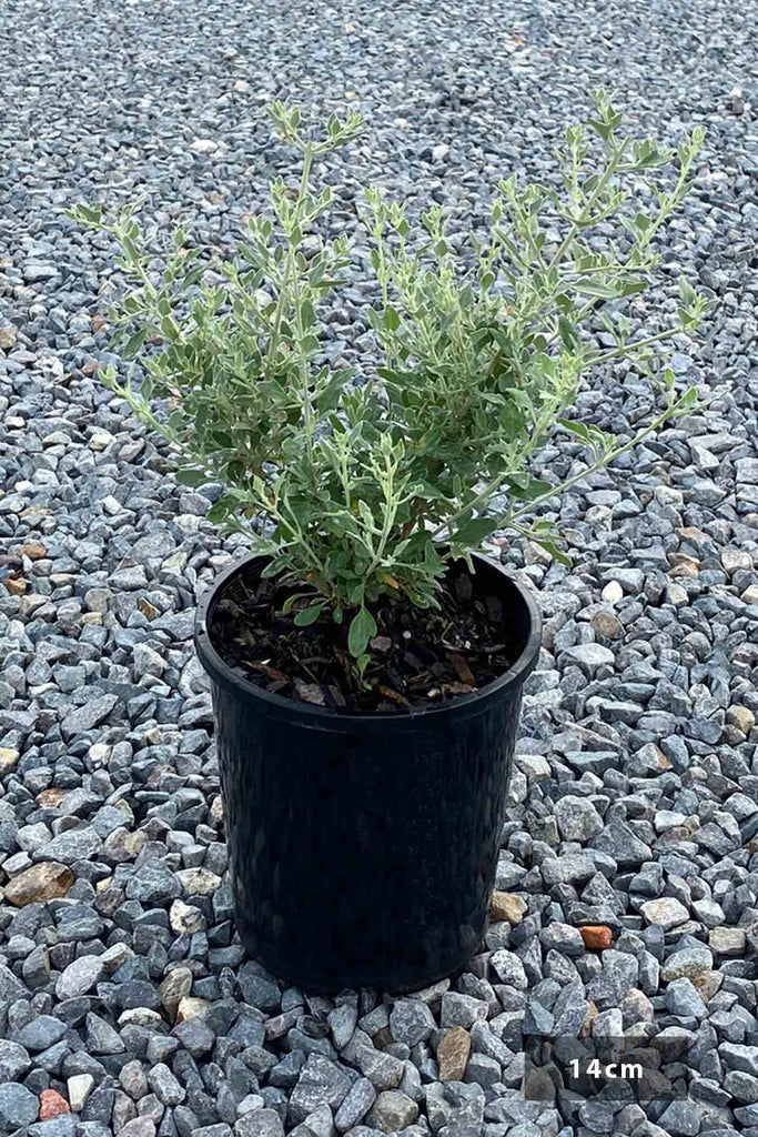 Rhagodia spinescens 'Aussie Flat Bush' in a 14cm black pot.