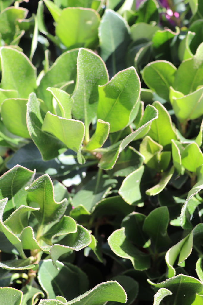 Rhaphiolepis Oriental Pink foliage