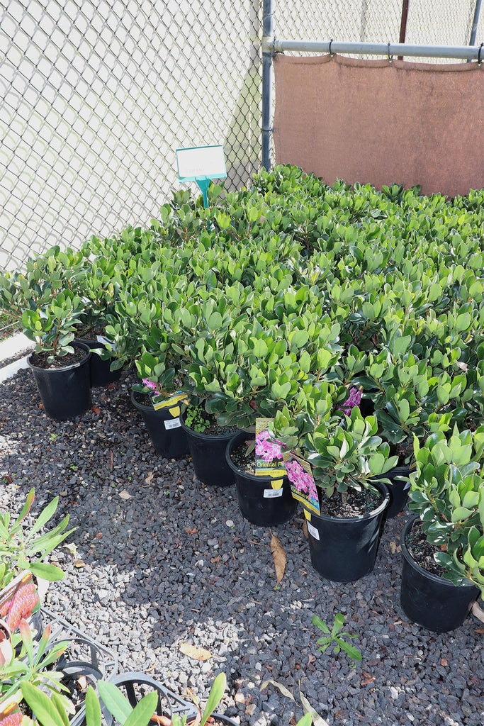 Rhaphiolepis Oriental Pink group picture