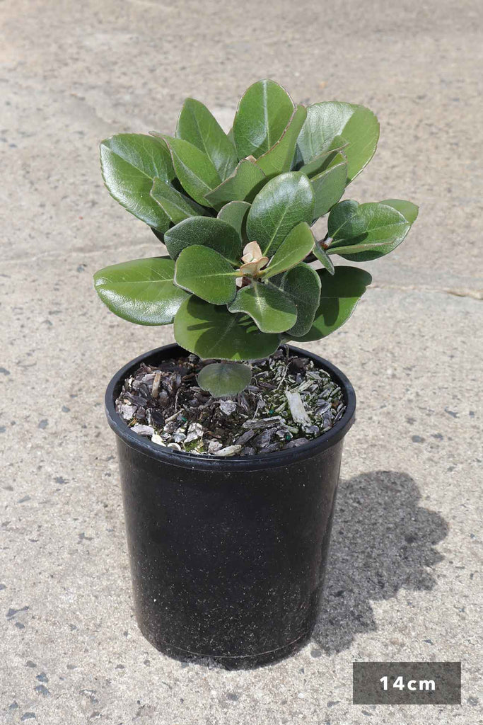 Rhaphiolepis Umbellata in a 14cm black pot
