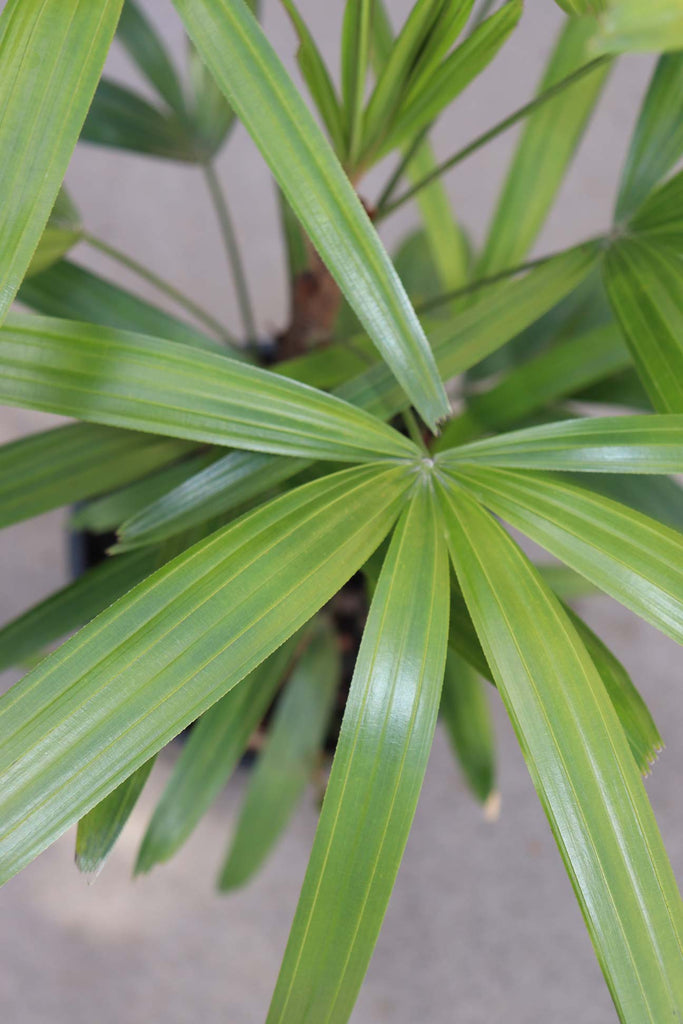 Close up of the green leaves of the Rhapis Excelsa