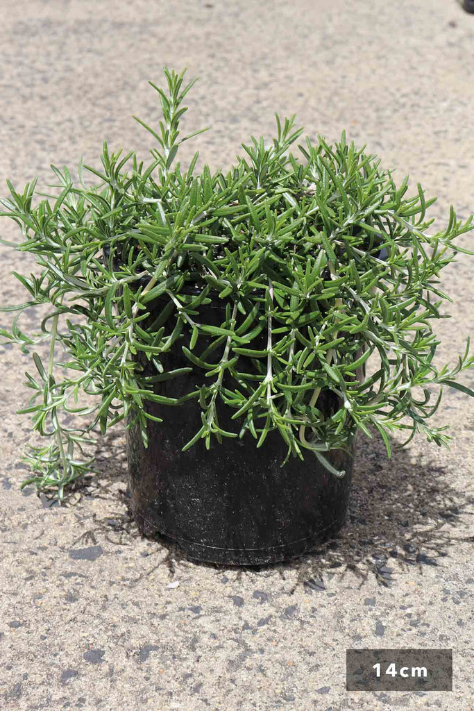 Rosmarinus Officinalis Prostrata in a 14cm black pot