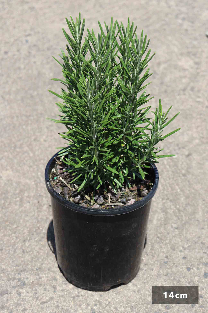 Rosmarinus Officinalis in a 14cm black pot