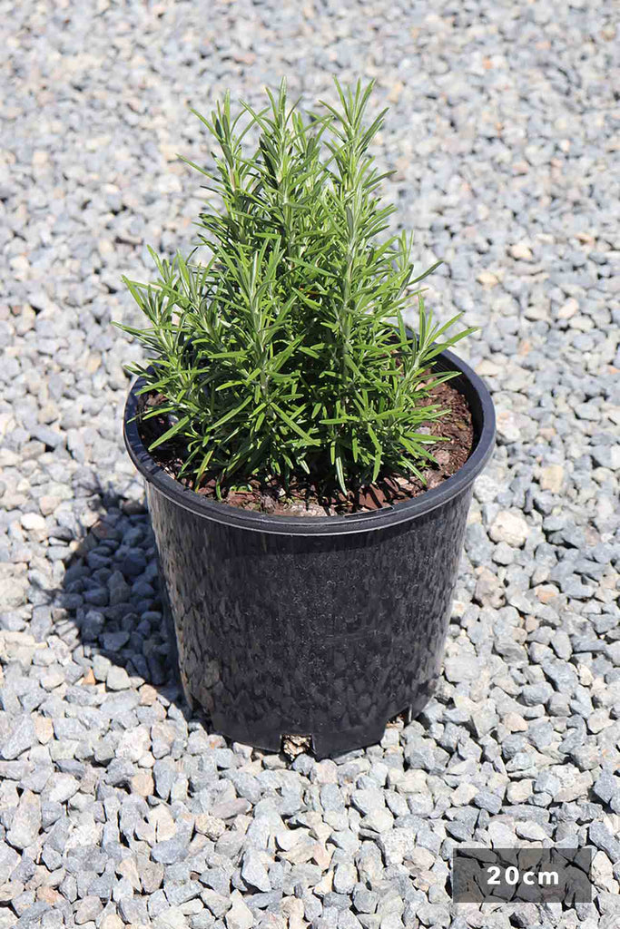 Rosmarinus Officinalis in a 20cm black pot