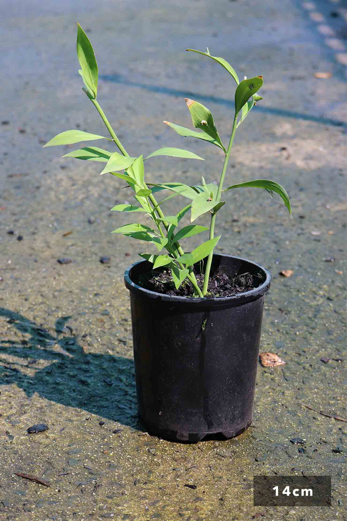 Ruscus Hypoglossum in 14cm black pot