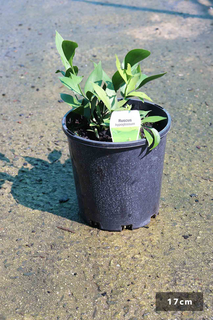 Ruscus Hypoglossum in 17cm black pot