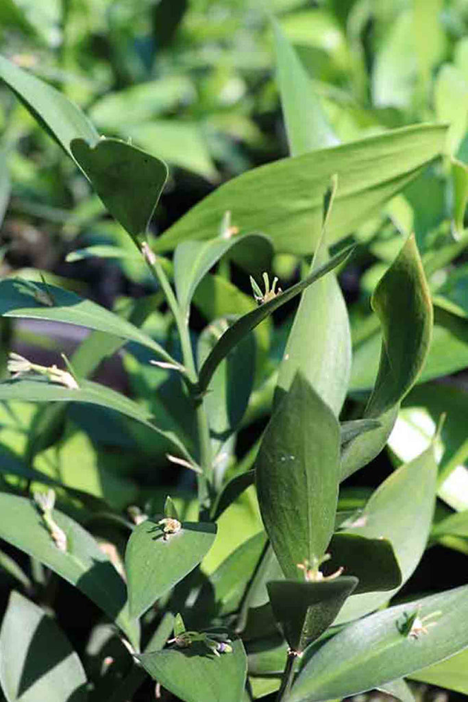 close up of Ruscus Hypoglossum green foliage and tine small flowers on the leaves