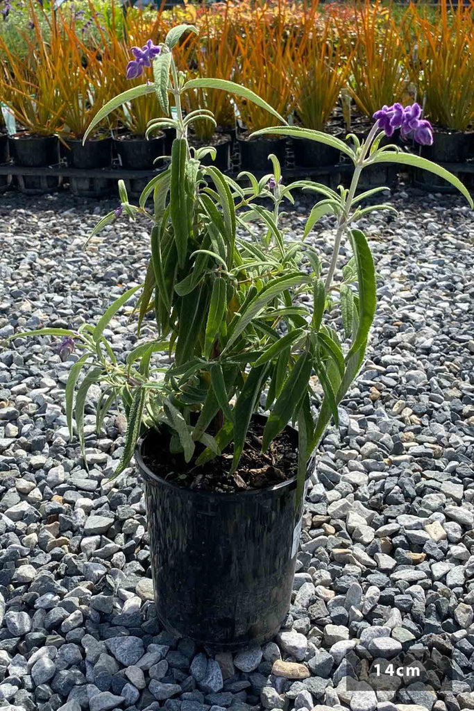 Salvia leucantha in a 14cm black pot