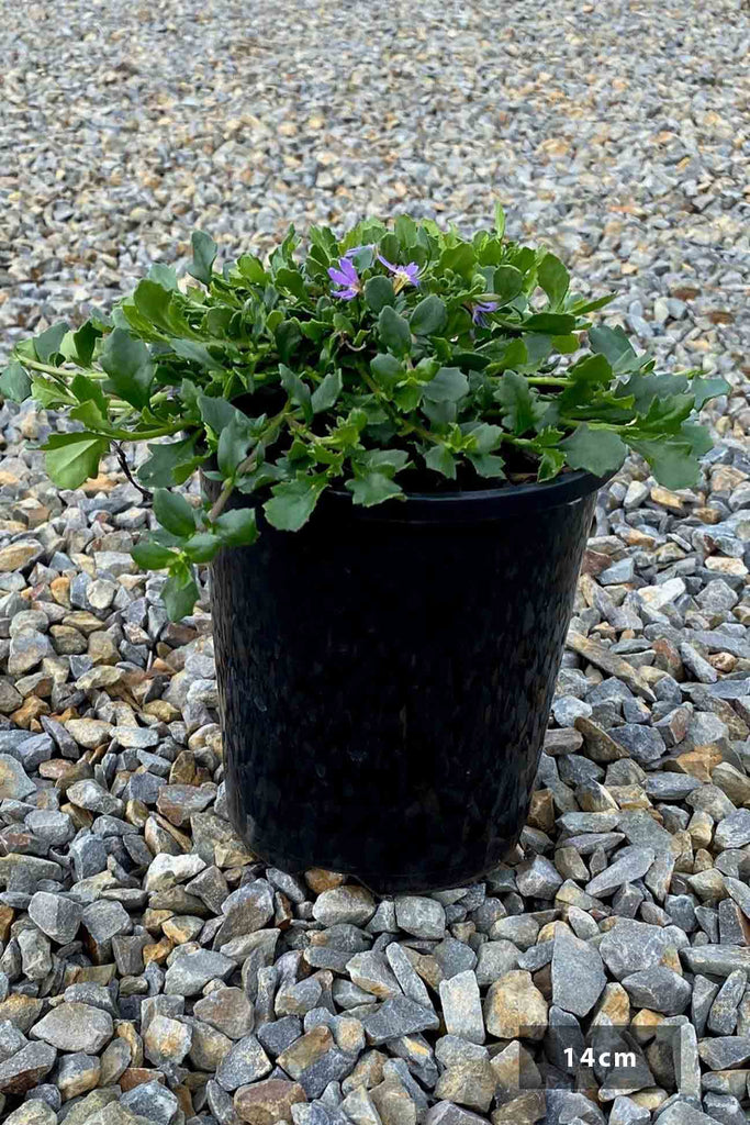 Scaevola Albida ‘Mauve Clusters’ in a 14cm black pot