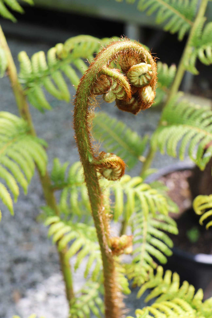 close up of Cyathea Cooperi frond