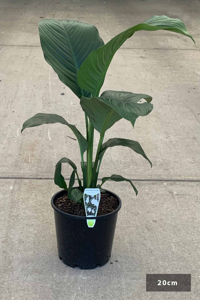 Spathiphyllum in a 20cm black pot