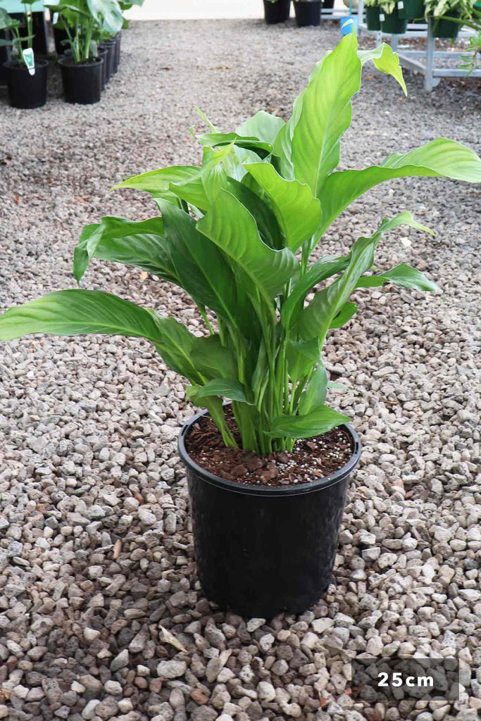 Spathiphyllum single in a 25cm black pot with rocks in the background