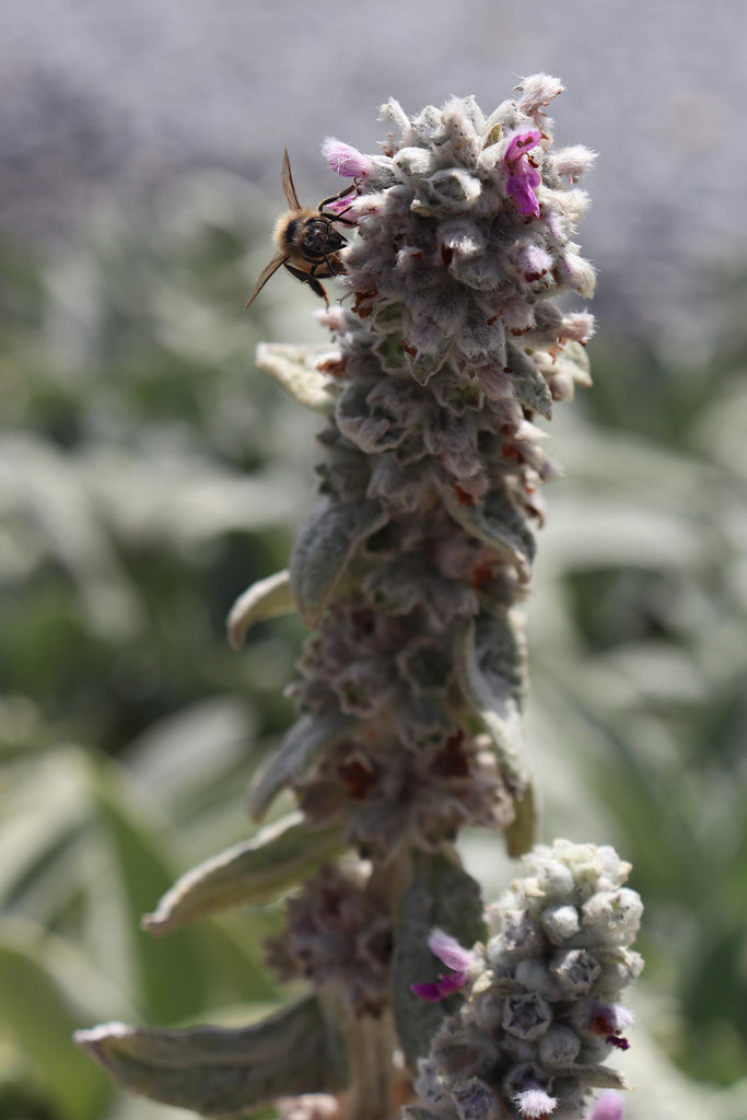 Stachys lanata flower with a bee on the left