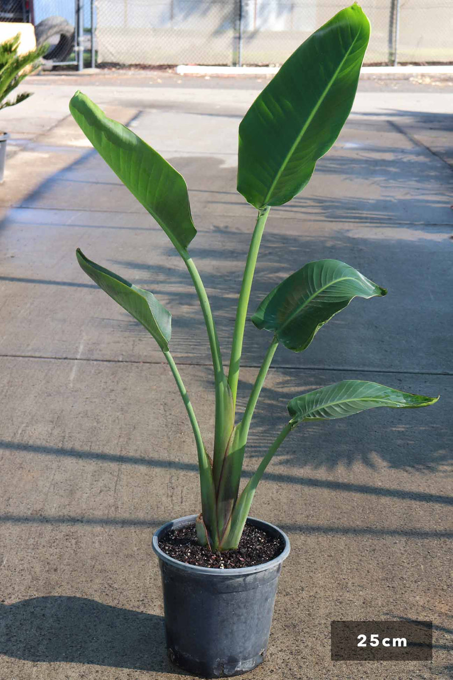 Strelitzia nicolai – Dinsan Nursery