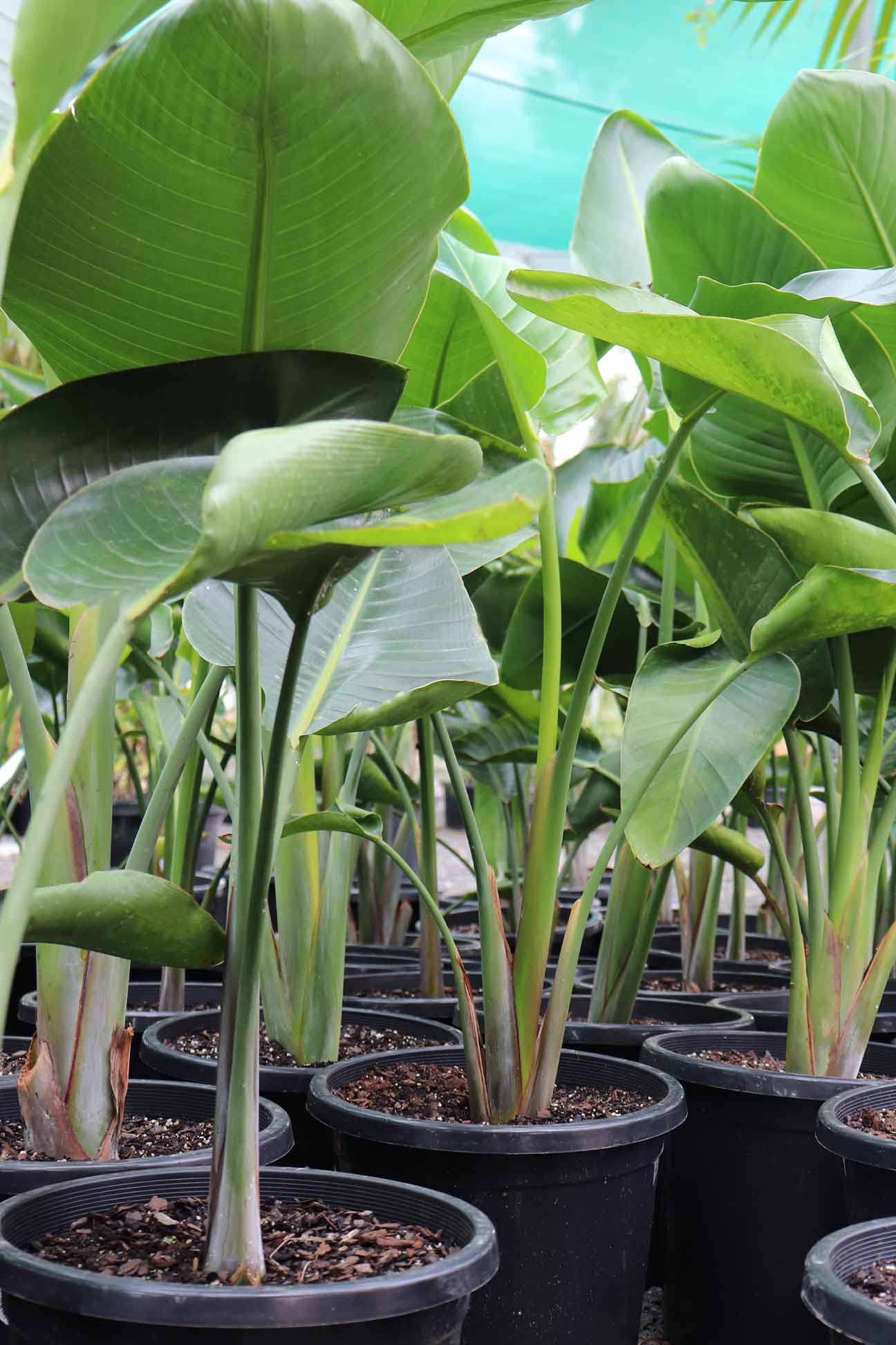 Strelitzia nicolai – Dinsan Nursery