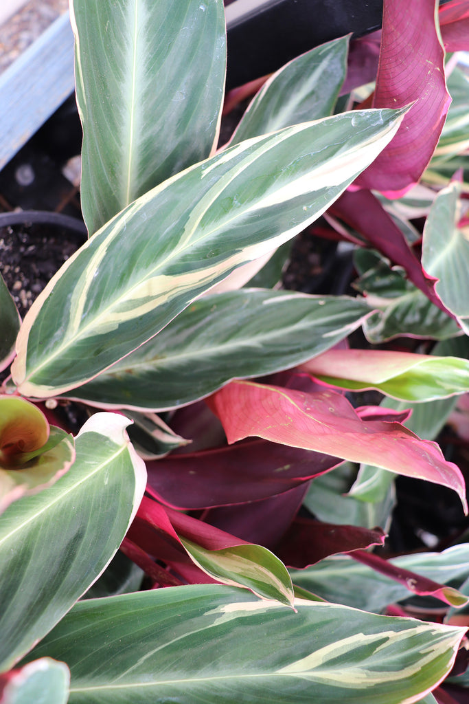 Stromanthe Tricolour foliage