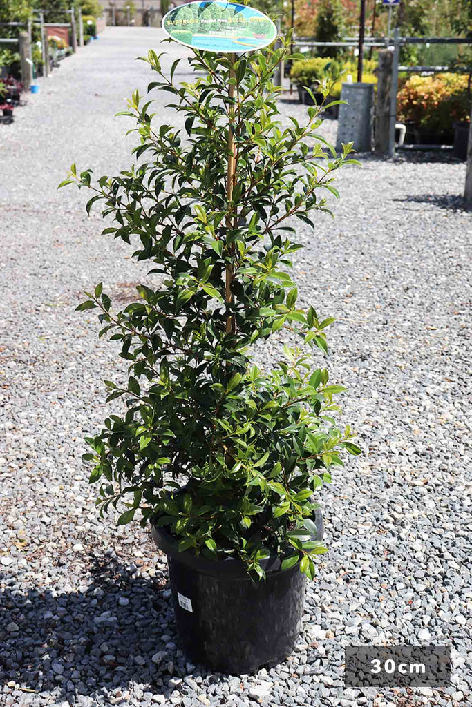 Syzygium Australe Select Form in 30cm black pot