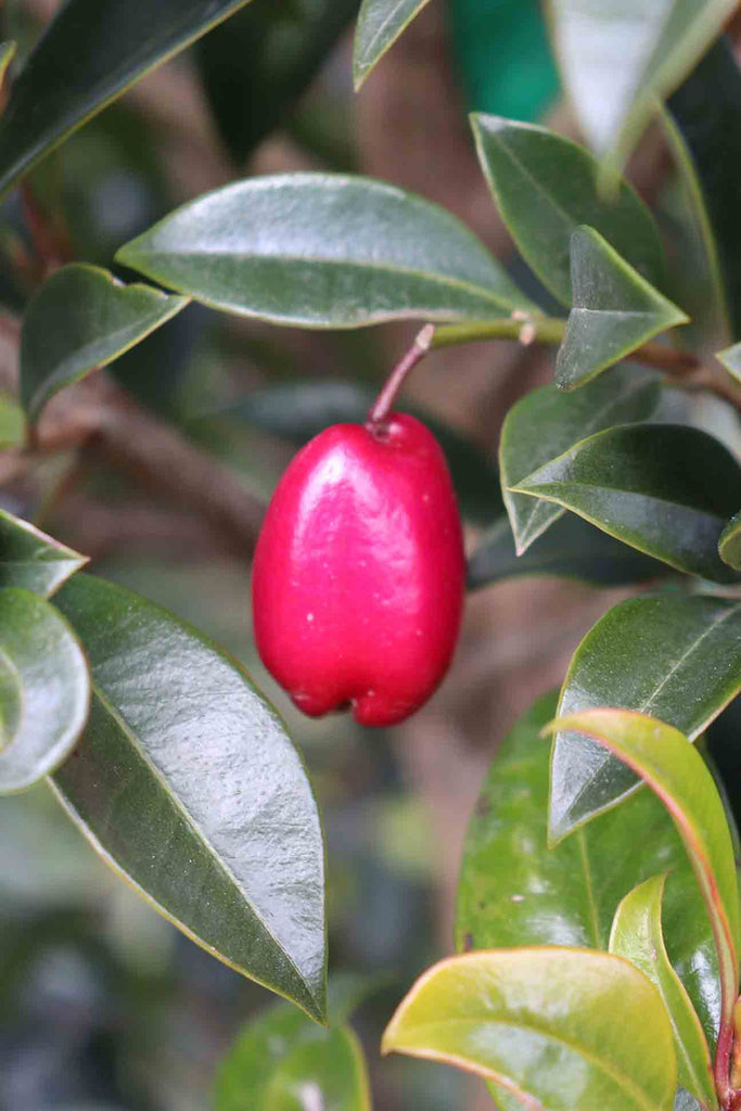 close up of Syzygium Australe Select Form magenta coloured fruit and green foliage