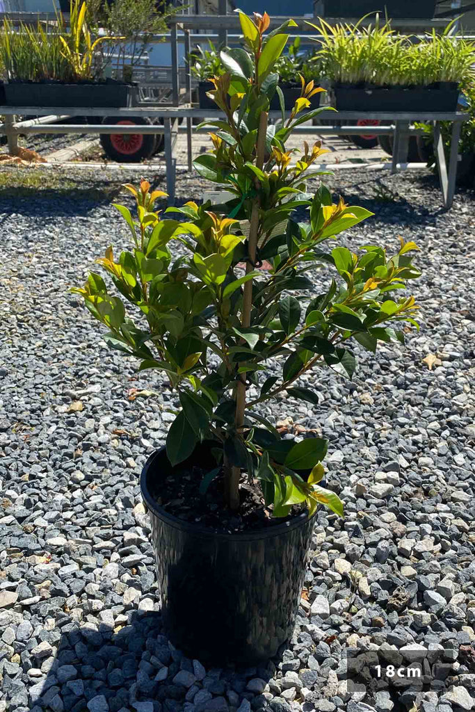 Syzygium Backyard Bliss in an 18cm black pot