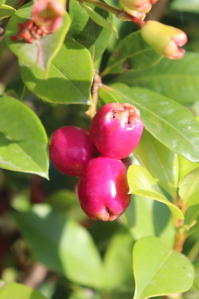 close up of Syzygium paniculatum 'Backyard Bliss' fruit 