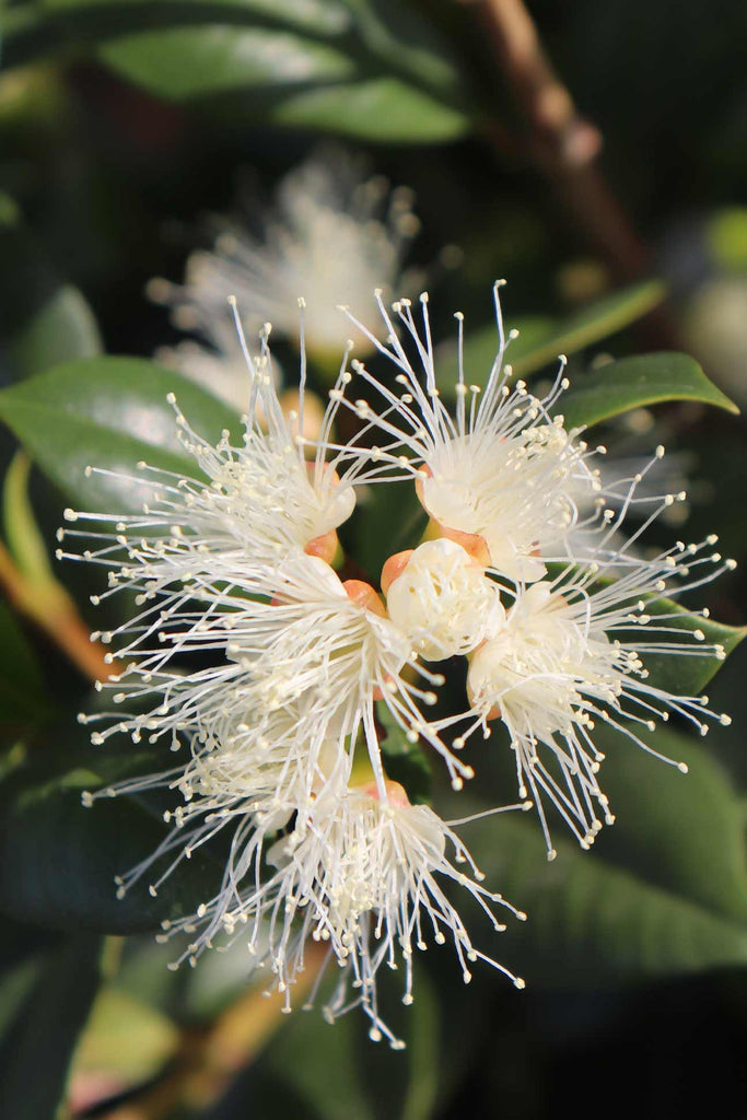close up of Syzygium paniculatum 'Backyard Bliss' flower